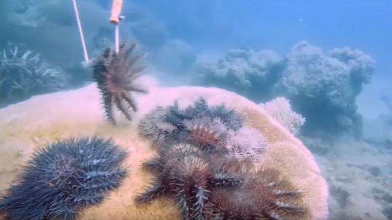 Boost to Crown-of-Thorns Starfish Control